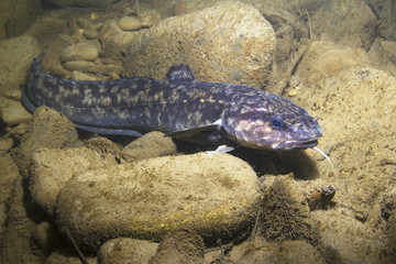 Burbot (Lota lota). Swimming freshwater fish Lota lota, underwater photography in the clear water....