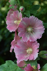 Gladiola Pink