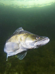 Freshwater fish pike perch (Sander lucioperca) in the beautiful clean pound. Underwater shot in the...