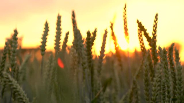 Pull focus, background to foreground, 4K clip of wheat or barley field blowing in the wind at sunset or sunrise