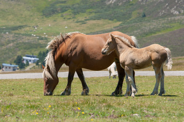 Alpine mare together with foal on green mountain pasture