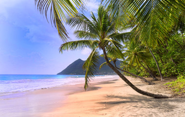 The palm trees on Caribbean beach, Martinique island.