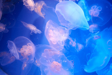 many translucent jellyfish or medusa or.nettle-fish in blue water