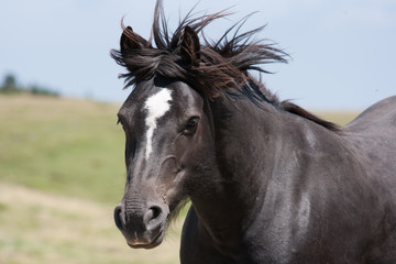 Black stallion with mane blowing in the wind