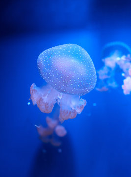translucent jellyfish or medusa or.nettle-fish