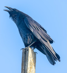 Common Raven (Corvus corax) perched on a pole and croaking. Point Bonita, Marin County, California, USA.