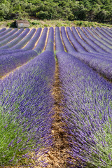 Rows of a lavender field in Provence