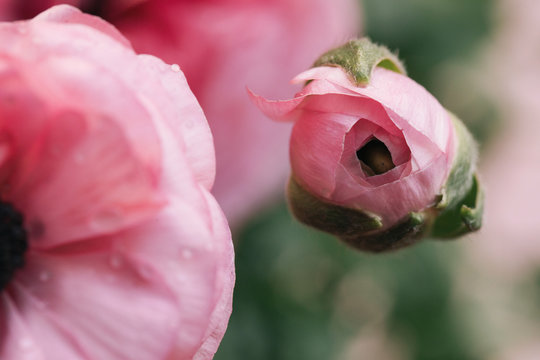 pink ranunculus bud about to open