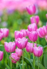 Close-up of pink tulips in a field ,pink tulips in the garden, pink tulip with bokeh.