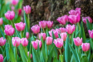 Close-up of pink tulips in a field ,pink tulips in the garden, pink tulip with bokeh.
