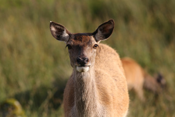 Deer
