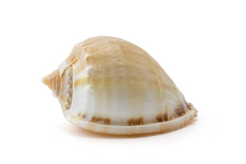 Sea shell on white background