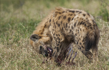 Hyaena, Kruger 