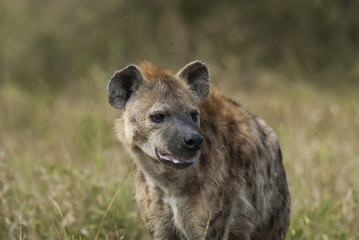 Hyaena, Kruger 