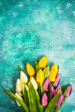 Fototapeta Vibrant tulips on concrete background.Easter or Spring template