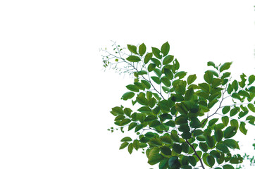 Green leaves vintage