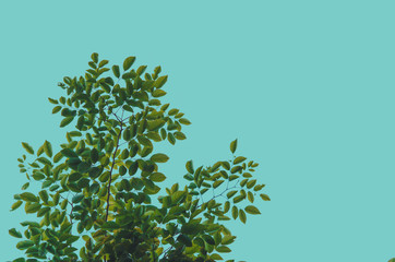 Green leaves