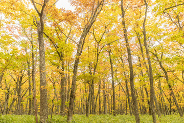 Yellow forest at Nikko , Tochigi prefecture in autumn