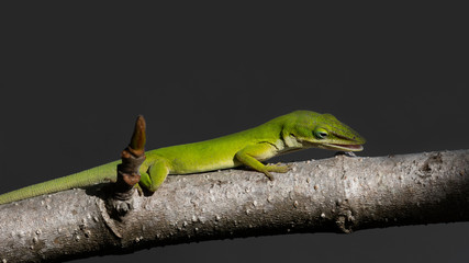 Green anole lizard, dactyloidae, watching an insect, Florida, USA
