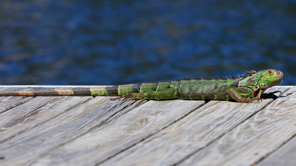 Green iguana resting on the pier, water in the background