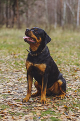 Beautiful Rottweiler dog in the forest.