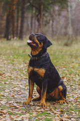 Beautiful Rottweiler dog in the forest.