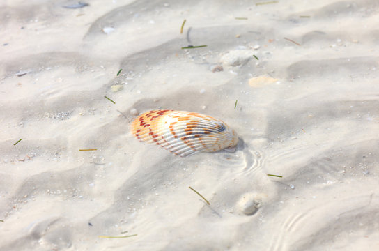 Heart cockel on sand under water, Sanibel Island, Florida, USA
