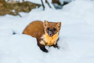 Single weasel sitting at snow field, mustela nivalis
