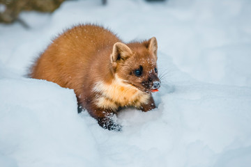 Single weasel sitting at snow field, mustela nivalis
