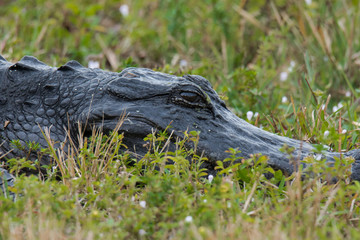 Alligator close-up on shore in the grass