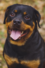 Beautiful Rottweiler dog in the forest.
