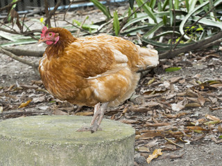hen in local farm
