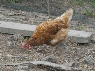 hen in local farm