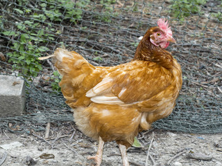 hen in local farm