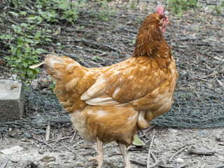 hen in local farm