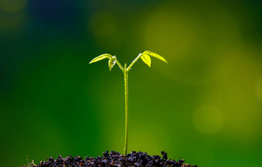 Bud leaves of young plant seeding in forest