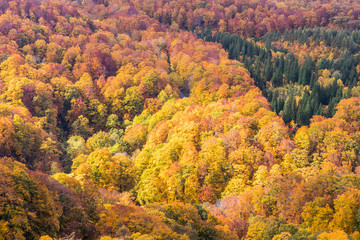 Close -up autumn tree at mountain