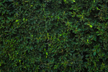 Green tree wall for closeup textured background pattern