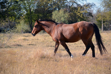 Brown horse side/Candid side view of brown horse in field