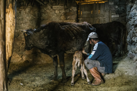kurdish farmer milking a cow and feeding the calf, turkey