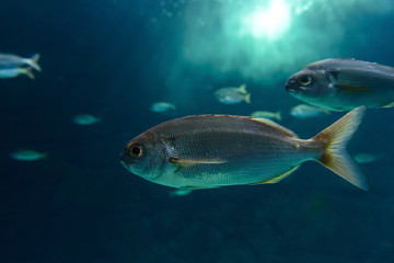 Fototapeta premium fish in aquarium close-up