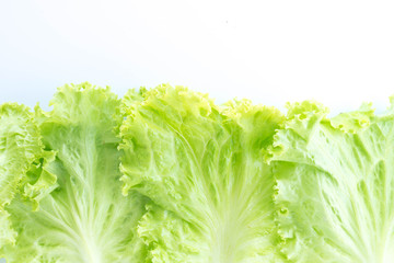 Fototapeta na wymiar leaf lettuce isolated on white