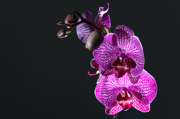 Naklejka na ściany i meble Speckled Orchid