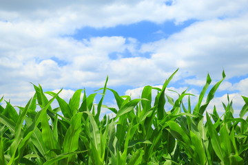 Corn Field and sky