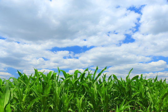 Corn Field and sky