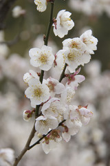 梅の花