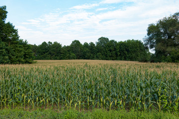 Fototapeta na wymiar Corn Field in Callao, Virginia