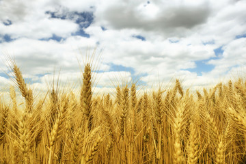Fototapeta premium Wheat field against a sky