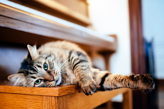 Pretty Tabby Cat Sprawls Across the Piano Bench