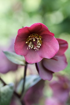 Dark hellebore in bloom